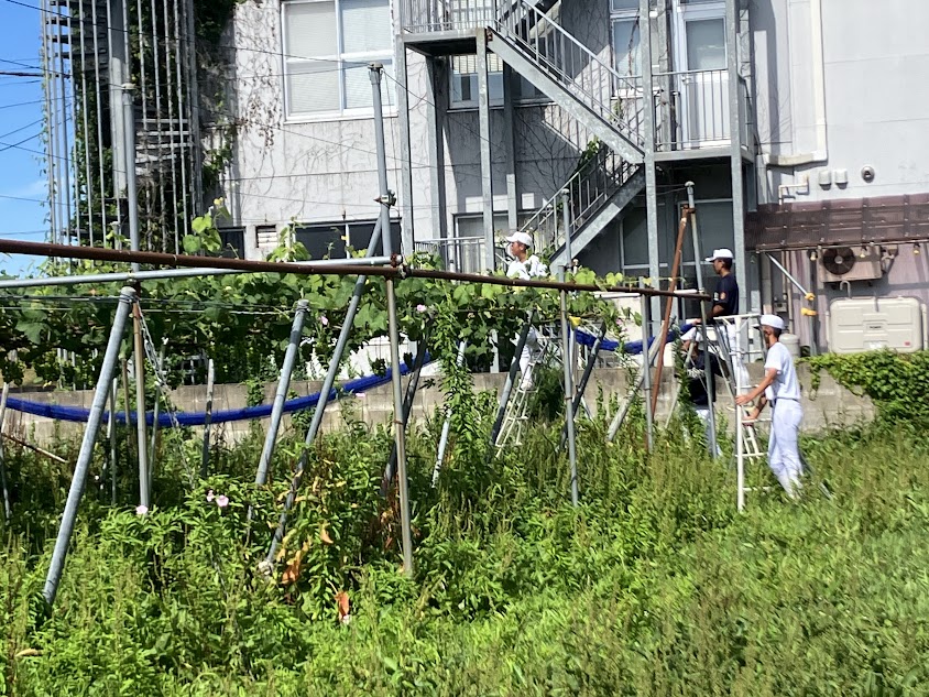 ブドウ畑の強力助っ人！