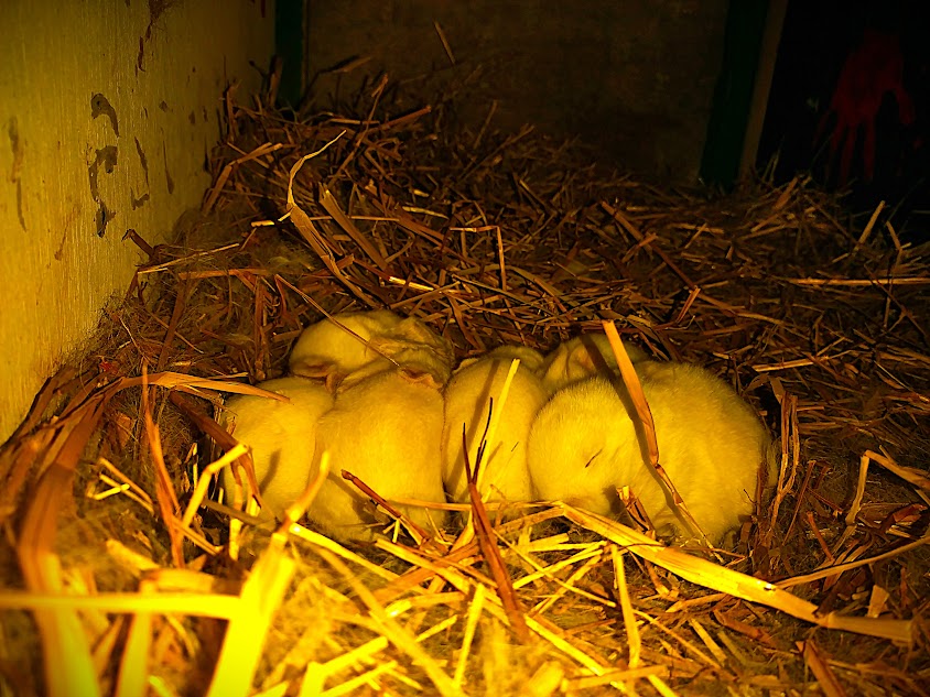 年末ニュース　畑屋うさぎのあかちゃん誕生！