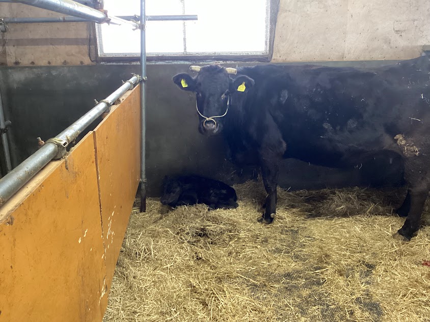 「速報」　しょうざぶろう出産