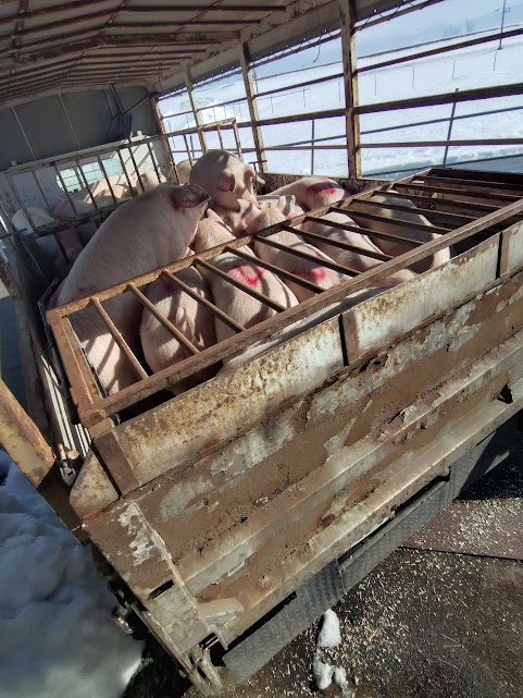 子豚14頭　出荷