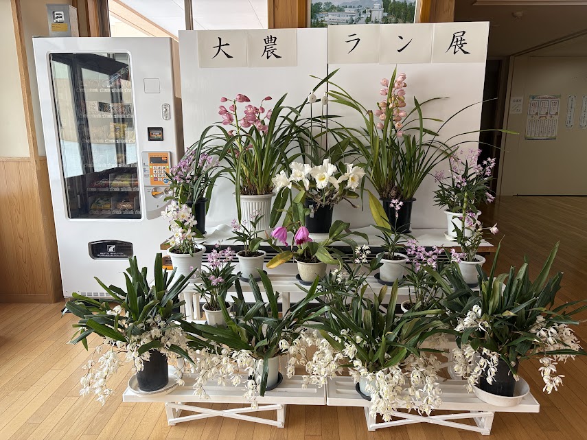 大農玄関前　蘭の展示