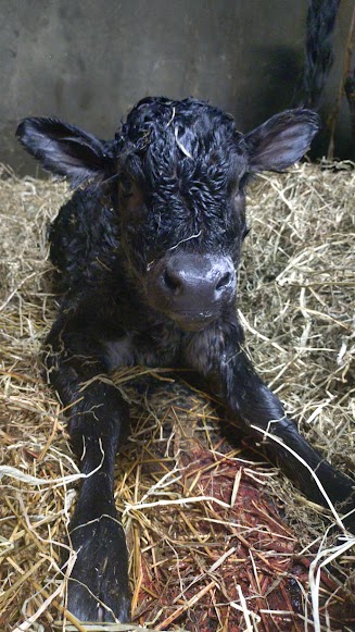 子牛の誕生！！！