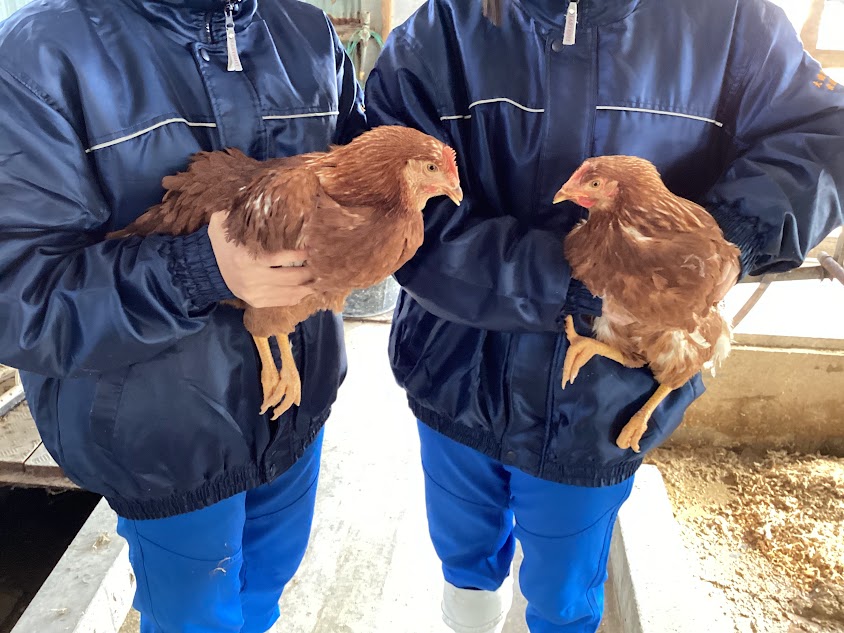 新しい採卵鶏「もみじ」