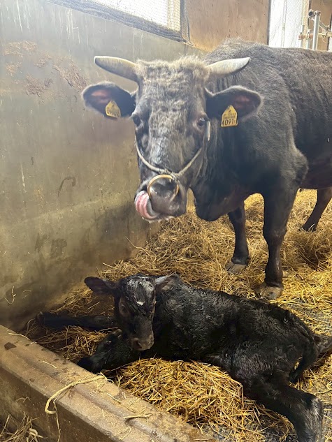 「はるにしき411」の出産！