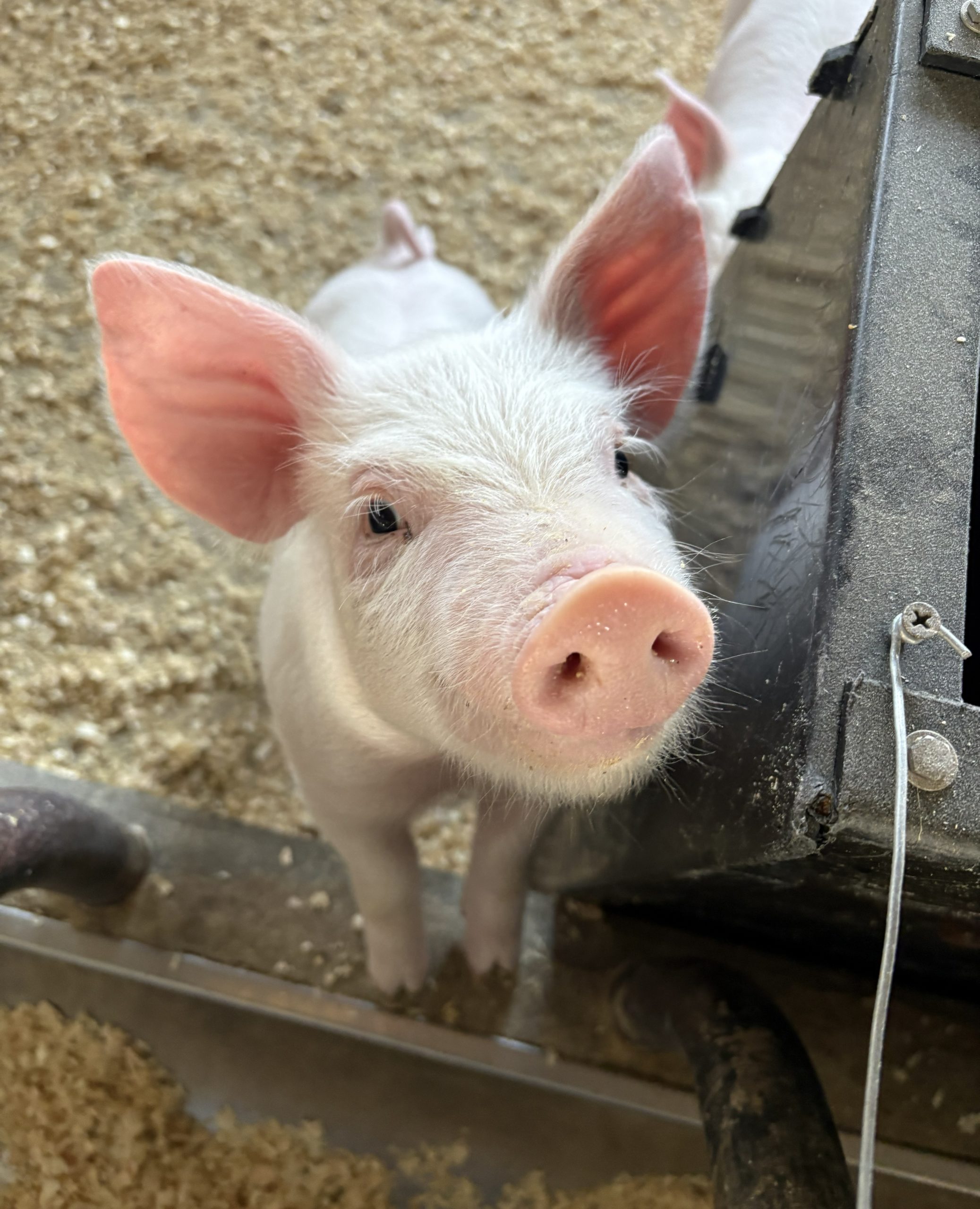 子豚の誕生から1か月!